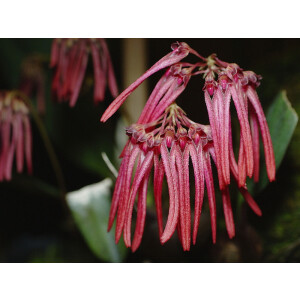 Bulbophyllum thaiorum