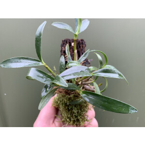 Dendrobium kinginanum