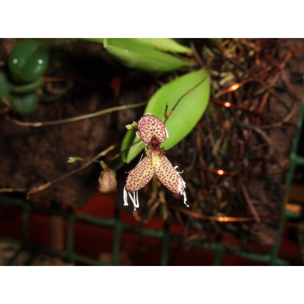 Pleurothalis schiedei