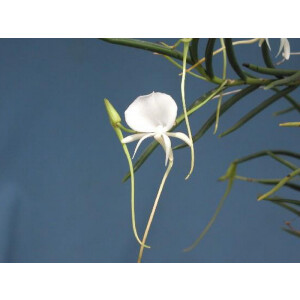 Angrecum scottianum 