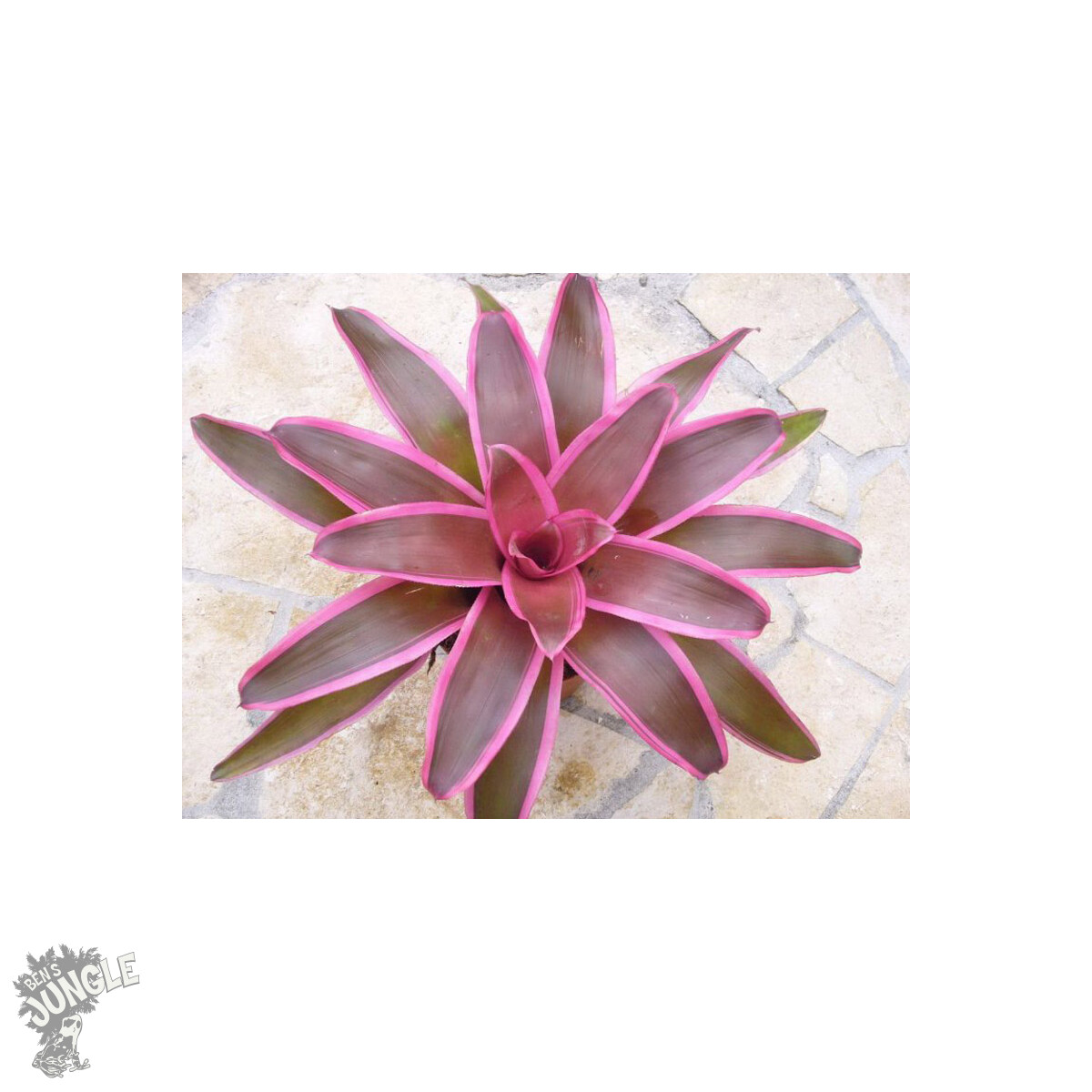 Neoregelia spec. gestreift  (bromelie)