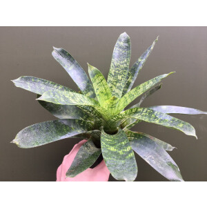 Vriesea gigantea 