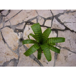 Vriesea hieroglyphica
