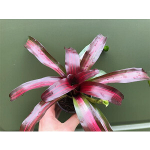 Neoregelia spec. Kolumbien