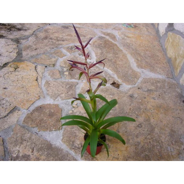 Tillandsia leiboldiana var. guttata (bromelie)