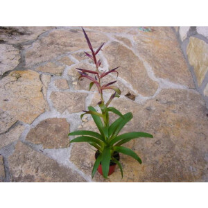 Tillandsia leiboldiana var. guttata (bromelie)