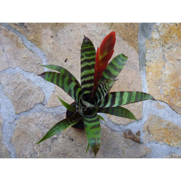 Vriesea splendens era (bromelie)