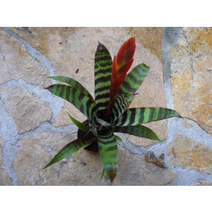 Vriesea splendens era (bromelie)