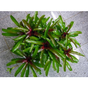 Neoregelia fireball Ampel