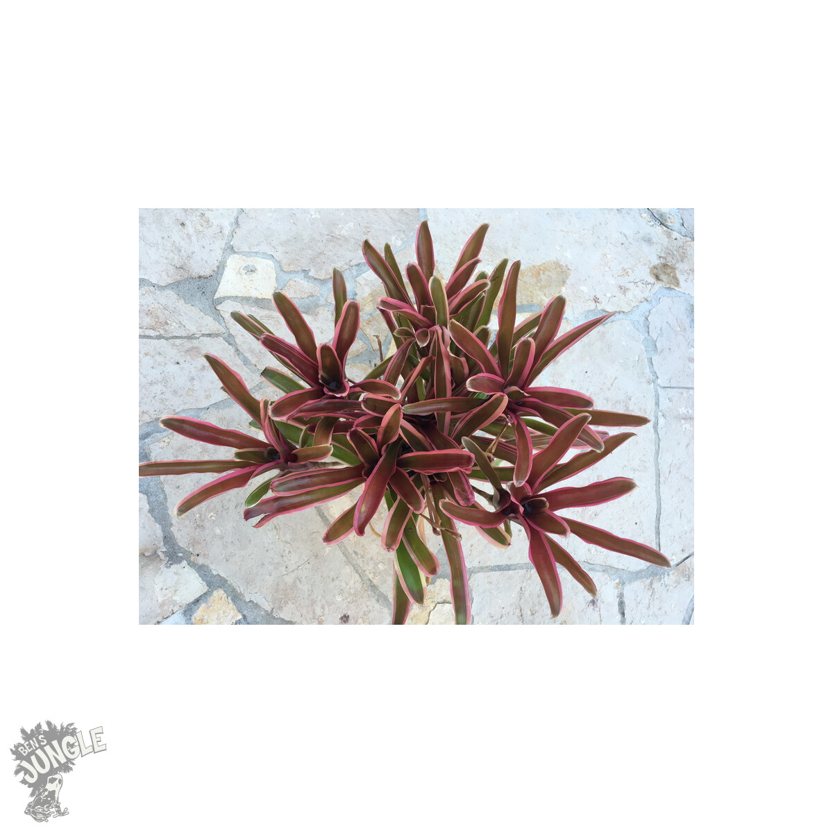Neoregelia fireball gestreift Ampel (bromelie)