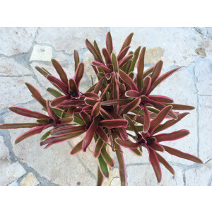 Neoregelia fireball gestreift Ampel (bromelie)