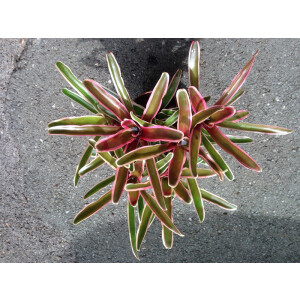 Neoregelia fireball gestreift Ampel (bromelie)