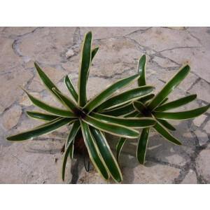Neoregelia fireball getreift  aufgebunden