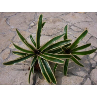 Neoregelia fireball getreift  aufgebunden