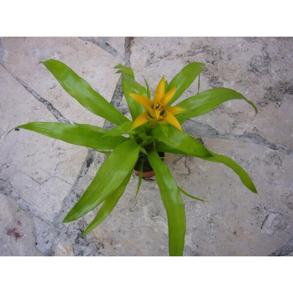 Nidularium citrina yellow