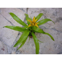 Nidularium citrina yellow