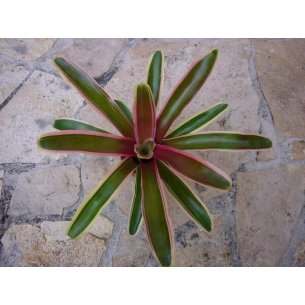 Neoregelia fireball rose klein (bromelie)