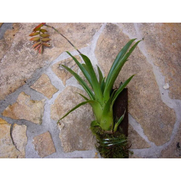 Tillandsia dyeriana aufgebunden (bromelie)