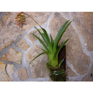 Tillandsia dyeriana aufgebunden (bromelie)