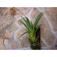 Tillandsia dyeriana aufgebunden (bromelie)