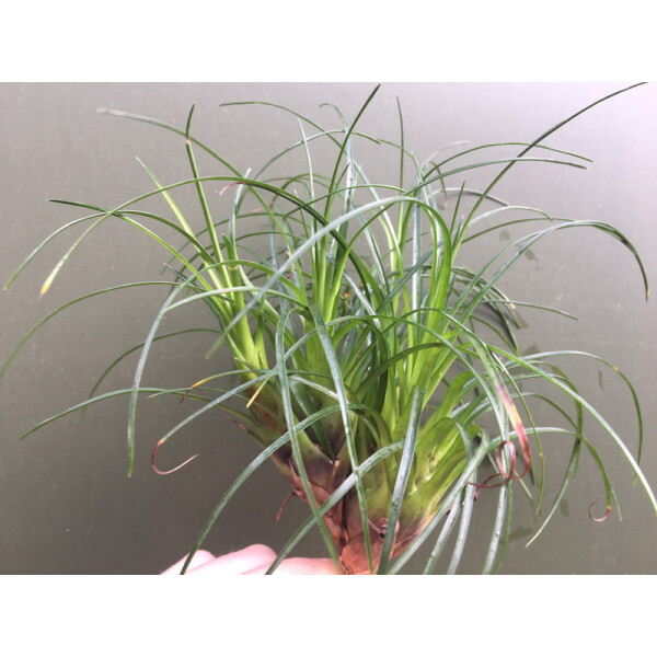 Vriesea correia-arauji   (bromelie)