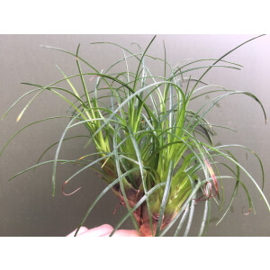 Vriesea correia-arauji   (bromelie)
