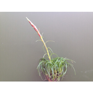Vriesea correia-arauji   (bromelie)