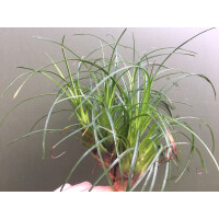 Vriesea correia-arauji   (bromelie)