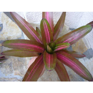Neoregelia "Prinzess" (bromelie)