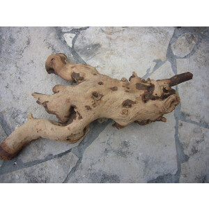 Mopani Wurzel