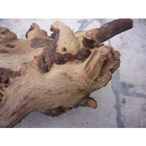 Mopani Wurzel