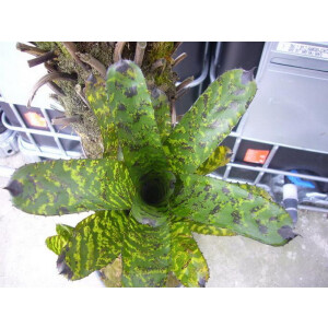 Aechmea black stripes (bromelie)