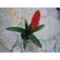 Vriesea splendens era im Xaximtopf