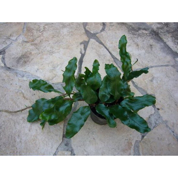 Microgramma nitida
