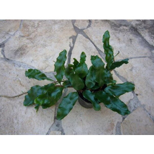 Angebot Microgramma nitida