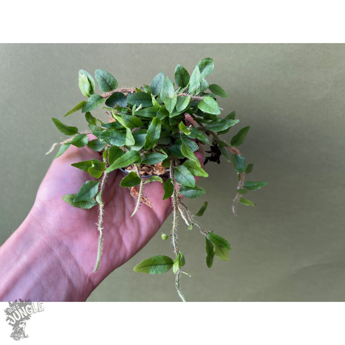 Microgramma vaccinifolium box