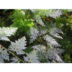 Selaginella wildenowii
