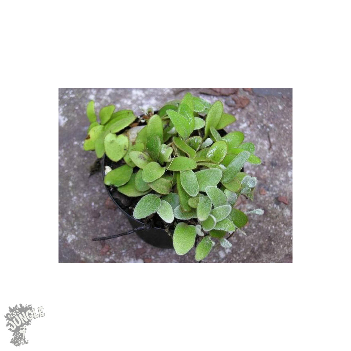 Pyrrosia nummularifolia box
