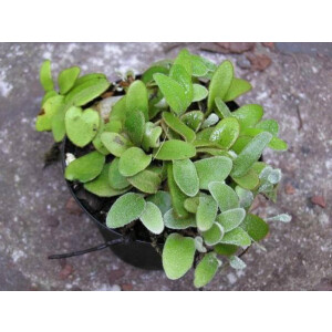 Pyrrosia nummularifolia