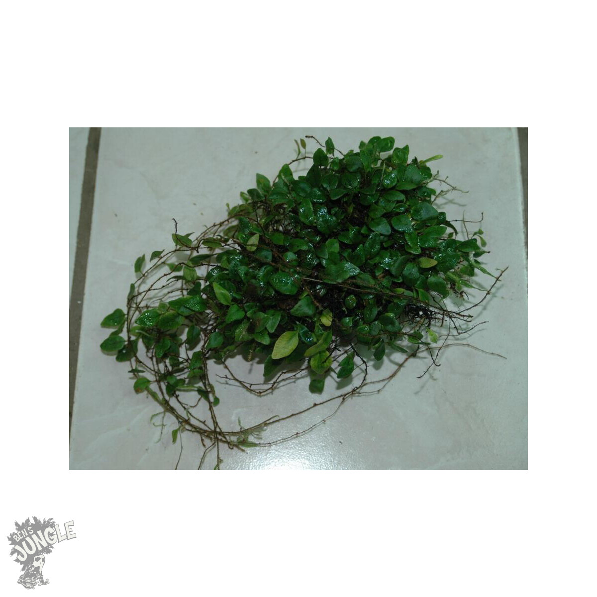 Microgramma tecta var. nana