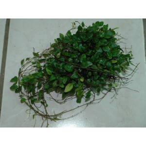 Microgramma tecta var. nana