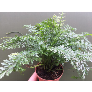 Asplenium fissum