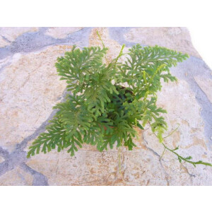 Selaginella griffithii 