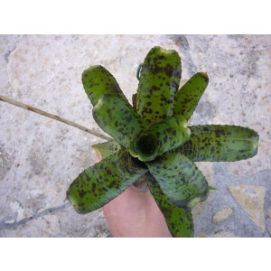 Neoregelia pauciflora
