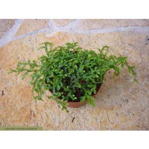 Selaginella serpens