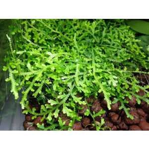 Selaginella serpens