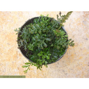 Bolbitis difformis