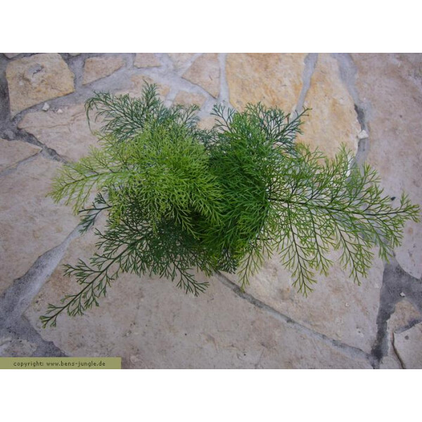 Arnemia spec. 