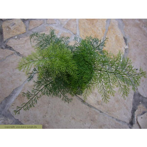Arnemia spec. 