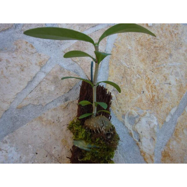 Hydnophytum formicarium